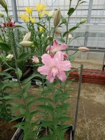 [5639 VH69 Ploypan No01.JPG]